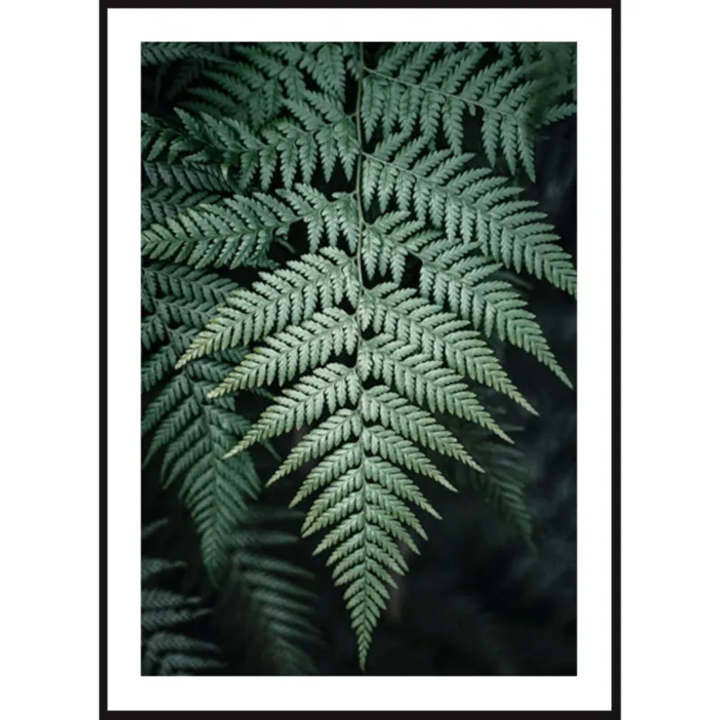 Poster Story, Plakat, Obraz - Liście Paproci, wymiary 42 x 60 cm - Dodaj do koszyka