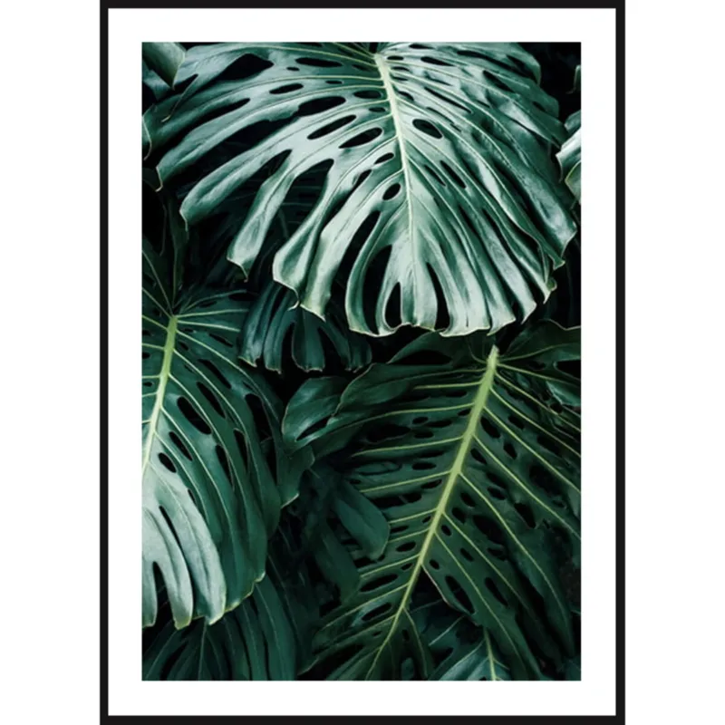 Poster Story, Plakat, Obraz - Liście Monstery na Czarnym Tle, wymiary 50 x 70 cm - Szybka dostawa