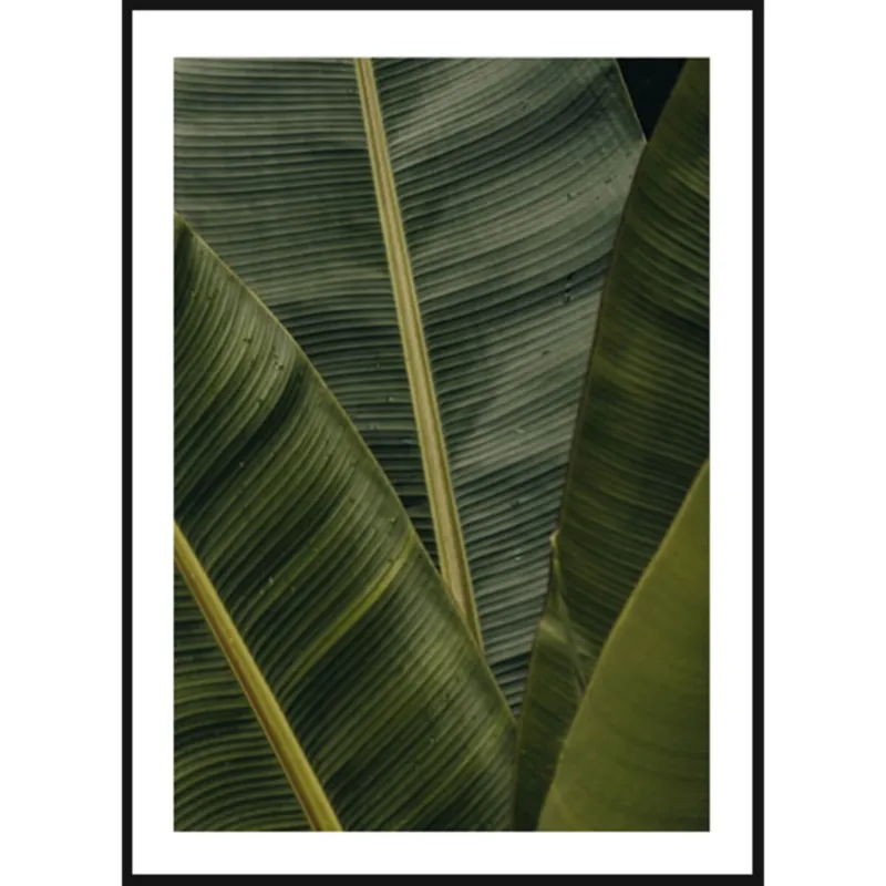 Poster Story, Plakat, Obraz - Liście Bananowca, wymiary 21 x 30 cm - Premium