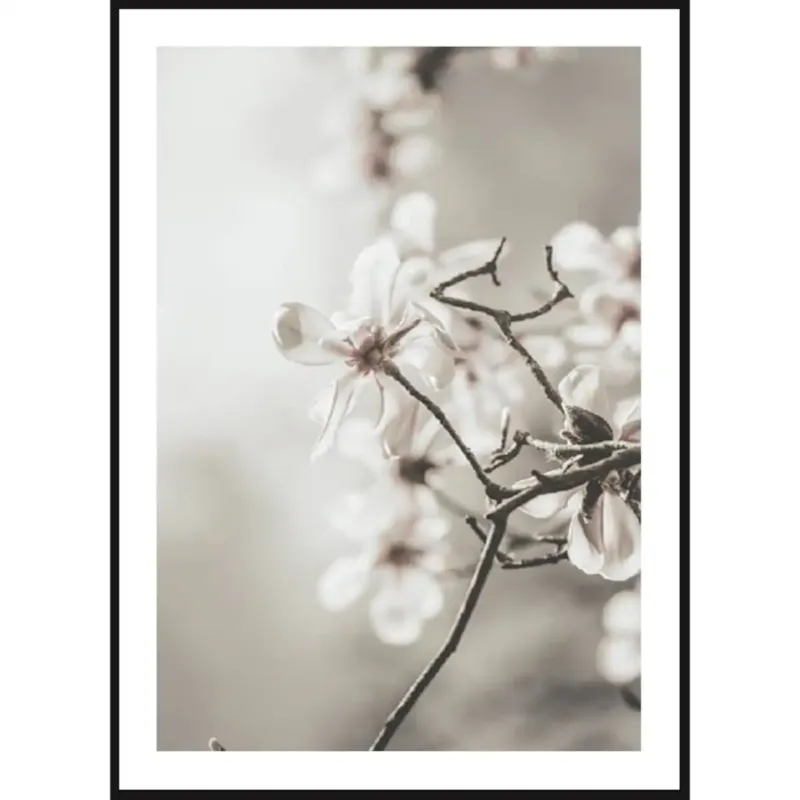 Poster Story, Plakat, Obraz - Białe Magnolie, wymiary 42 x 60 cm - Zniżka