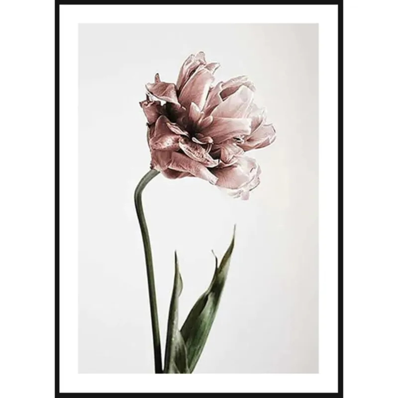 Poster Story, Plakat, Obraz - Różowy Tulipan, wymiary 50 x 70 cm - Oferta czasowa