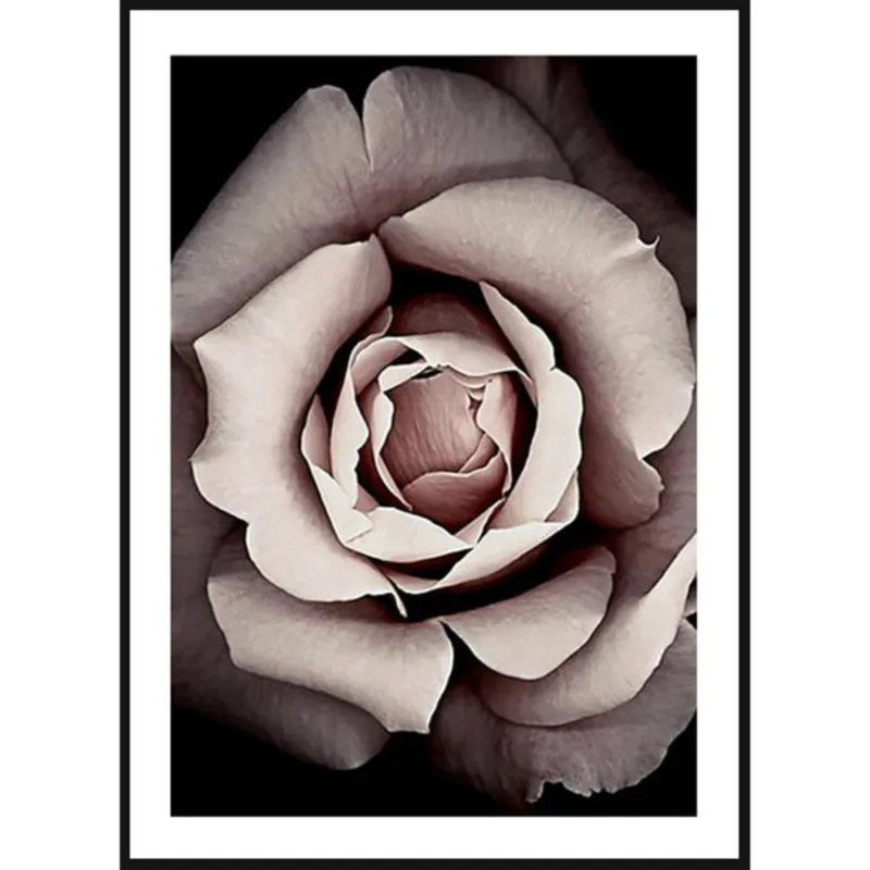 Poster Story, Plakat, Obraz - Rozkwitająca Róża, wymiary 30 x 42 cm - Nowy