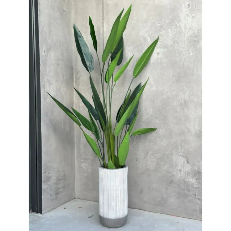 Oferta limitowana KWIAT STRELICJA KRÓLEWSKA 120 cm -